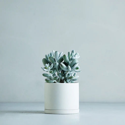 kinto plant pot Kinto | Plant pot – Hikari Zakka